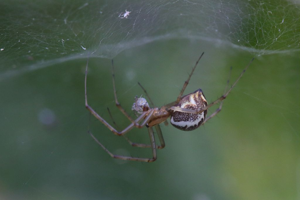 Linyphie triangulaire © Marc Corail - Parc national des Ecrins