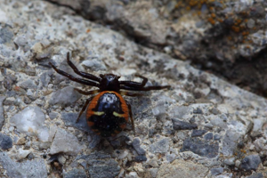 Synema globosum © Marc Corail - Parc national des Ecrins