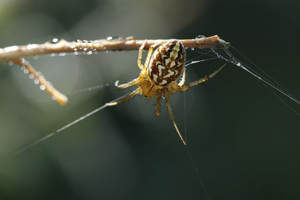 Neoscona adianta © Marc Corail - Parc national des Ecrins