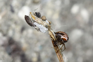 Parasteatoda lunata © Marc Corail - Parc national des Ecrins