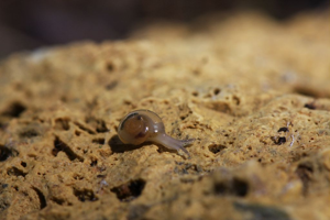 Oxychilus clarus © Damien Combrisson - Parc national des Ecrins