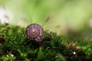 Ciliella ciliata © Damien Combrisson - Parc national des Ecrins