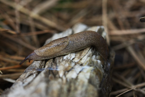 Tandonia rustica © Damien Combrisson - Parc national des Ecrins