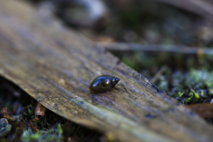 Physella acuta © Damien Combrisson - Parc national des Ecrins
