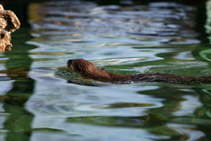 Loutre © Thierry Maillet - Parc national des Écrins
