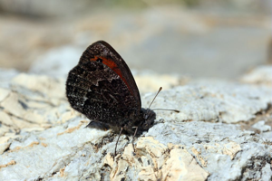 Erebia montana © Marc Corail - Parc National des Ecrins