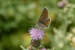 Aricia artaxerxes © Mireille Coulon - Parc National des Ecrins