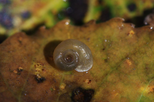 Gyraulus albus © Damien Combrisson - Parc national des Ecrins