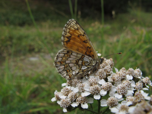 Mélitée des Linaires (La) - La Mouthe - Réotier - Embrunais © Marc Corail - Parc national des Ecrins