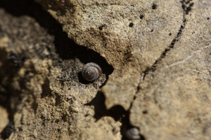 Pyramidula rupestris © Damien Combrisson - Parc national des Ecrins