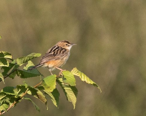 Cisticole des joncs © Pascal Saulay - Parc national des Ecrins
