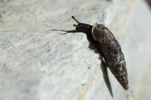 Clausilie douteuse © Mireille Coulon - Parc National des Ecrins
