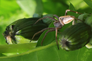 Pisaura mirabilis © Marc Corail - Parc National des Ecrins