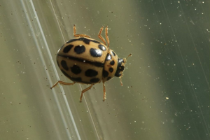 Tytthaspis sedecimpunctata © Marc Corail - Parc National des Ecrins