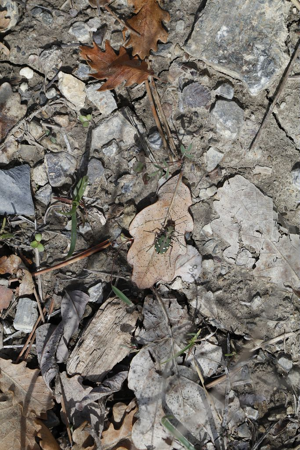 cicindela maroccana © Martial Bouvier - Parc national des Ecrins