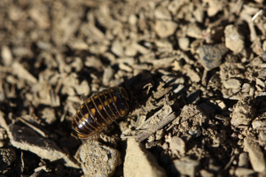 Glomeris helvetica © Damien Combrisson - ¨Parc national des Ecrins