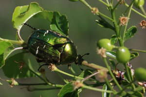 Cetonia aurata © Damien Combrisson - Parc national des Ecrins