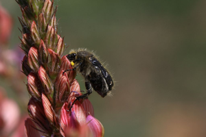 Tropinota hirta © Damien Combrisson - Parc national des Ecrins