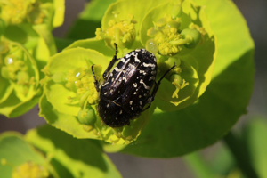 Oxythyrea funesta © Damien Combrisson - Parc national des Ecrins