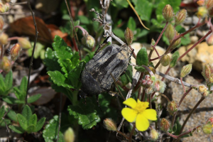Netocia morio © Damien Combrisson - Parc national des Ecrins