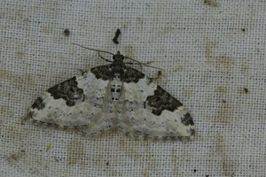 Xanthorhoe fluctuata © Marc Corail - Parc national des Ecrins