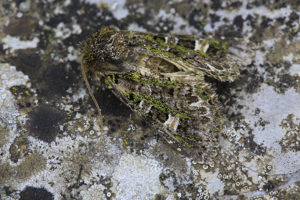 Valeria jaspidea © Marc Corail - Parc national des Ecrins