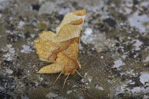 Selenia lunularia © Marc Corail - Parc national des Ecrins