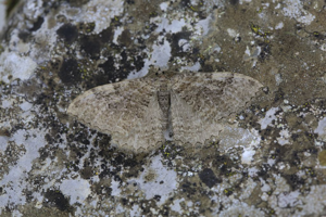 Rheumaptera cervinalis © Marc Corail - Parc national des Ecrins
