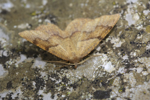 Plagodis pulveraria © Marc Corail - Parc national des Ecrins