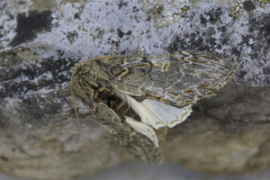 Peridea anceps © Marc Corail - Parc national des Ecrins