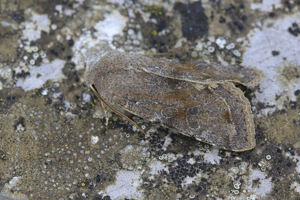 Orthosia incerta © Marc Corail - Parc national des Ecrins