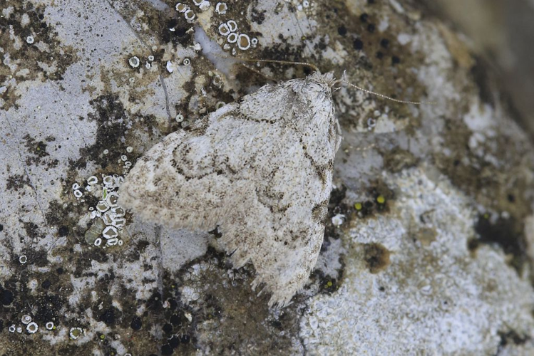 Nola cicatricalis &copy; Marc Corail - Parc national des Ecrins