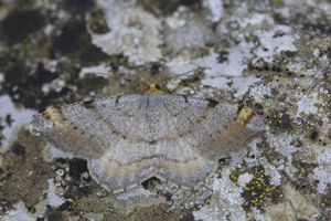 Macaria liturata © Marc Corail - Parc national des Ecrins