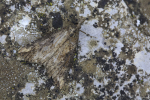 Hypena obesalis © Marc Corail - Parc national des Ecrins