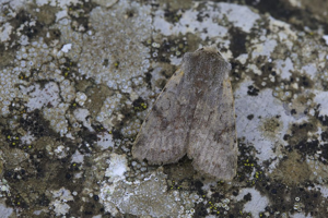 Cerastis rubricosa © Marc Corail - Parc national des Ecrins