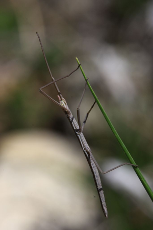 Leptynia hispanica © Damien Combrisson - Parc national des Ecrins