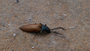 Anostirus gracilicollis © Damien Combrisson - Parc national des Ecrins
