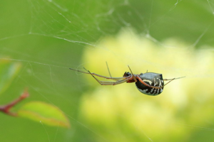 Frontinellina frutetorum © Marc Corail - Parc National des Ecrins