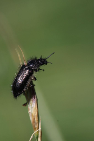 Enicopus ater © Damien Combrisson - Parc national des Ecrins