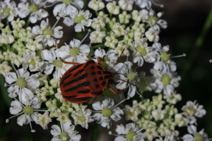 Graphosoma semipunctatum © Damien Combrisson - Parc national des Ecrins