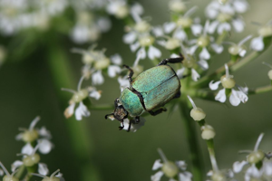 Hoplia argentea © Damien Combrisson - Parc national des Ecrins