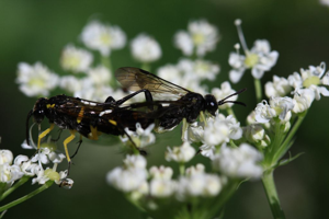 Macrophya montana © Damien Combrisson - Parc national des Ecrins