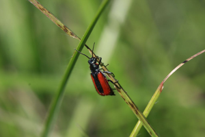 Malachius aeneus © Damien Combrisson - Parc national des Ecrins