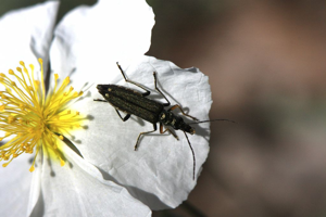 Oedemera flavipes © Damien Combrisson - Parc national des Ecrins