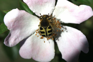 Trichius gallicus © Damien Combrisson - Parc national des Ecrins