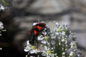 Trichodes alvearius © Damien Combrisson - Parc national des Ecrins