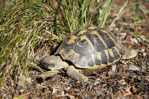 Tortue d'Hermann © Pascal Saulay - Parc national des Ecrins