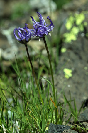 Raiponce hémisphérique © Cédric Dentant - Parc national des Ecrins