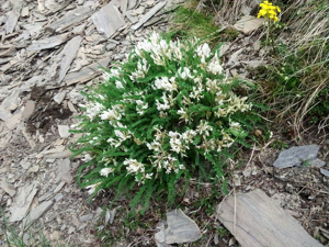 Astragale foetide - Bernard Nicollet - Parc national des Ecrins © 