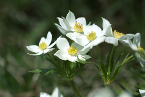Anémone à fleurs de narcisse © Cédric Dentant - Parc national des Ecrins